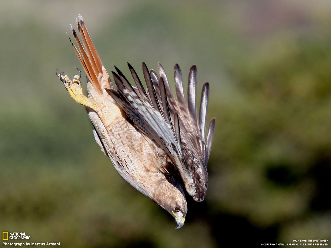 Краснохвостый канюк. Охота на полёвку. Калифорния. National Geographic. Фото